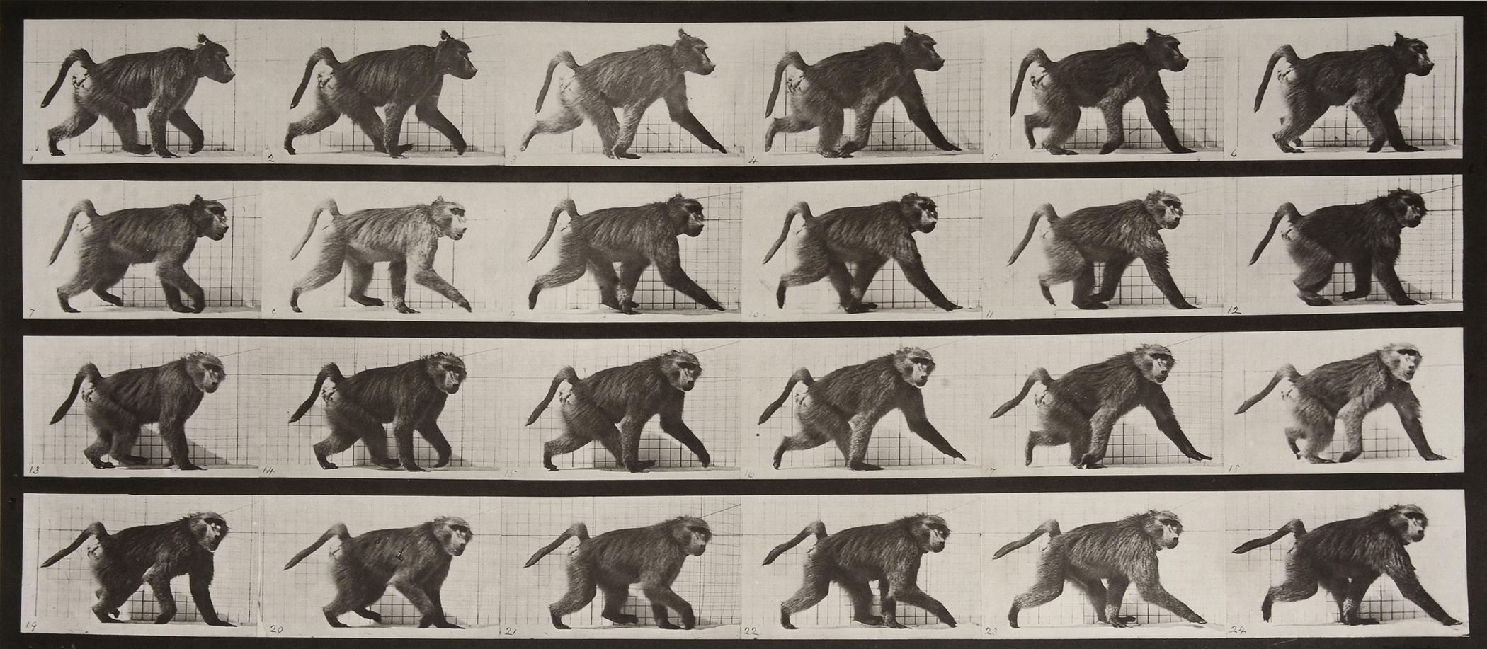 Eadweard Muybridge Black and White Photograph - Animal Locomotion: Plate 748 (Baboon Walking on Four Legs), 1887 - Muybridge