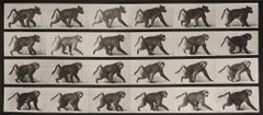 baboon locomotion Animal Locomotion: Plate 748 (Baboon Walking on Four Legs), 1887 - Muybridge