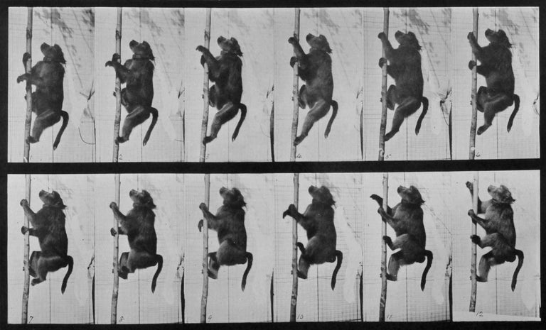 Animal Locomotion: Plate 749 (Baboon Climbing), 1887 - Eadweard Muybridge
Inscribed with Muybridge's letterpress credit, series title, plate number and date
Stamped with Museum of Edinburgh 'Science and Art' stamp on reverse
Collotype print
Printed