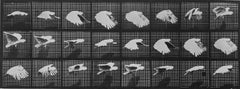 Animal Locomotion: Plate 759 (Cockatoo In Flight), 1887 - Eadweard Muybridge