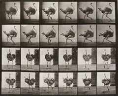 Animal Locomotion: Plate 773 (Ostrich Running), 1887 - Eadweard Muybridge