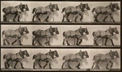 Human and Animal Locomotion. Plate 563.