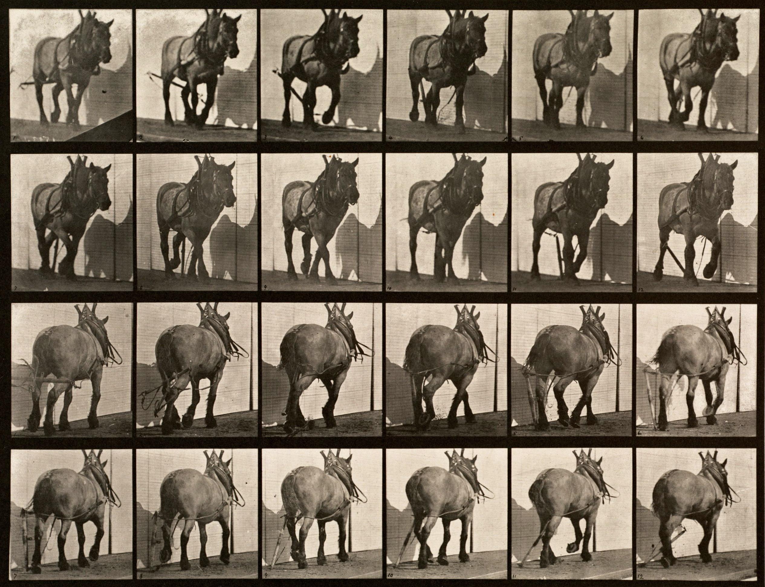 What is so special about Eadweard Muybridge's series of images?