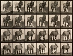 Human and Animal Locomotion. Plate 564.