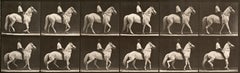 Human and Animal Locomotion. Plate 577.