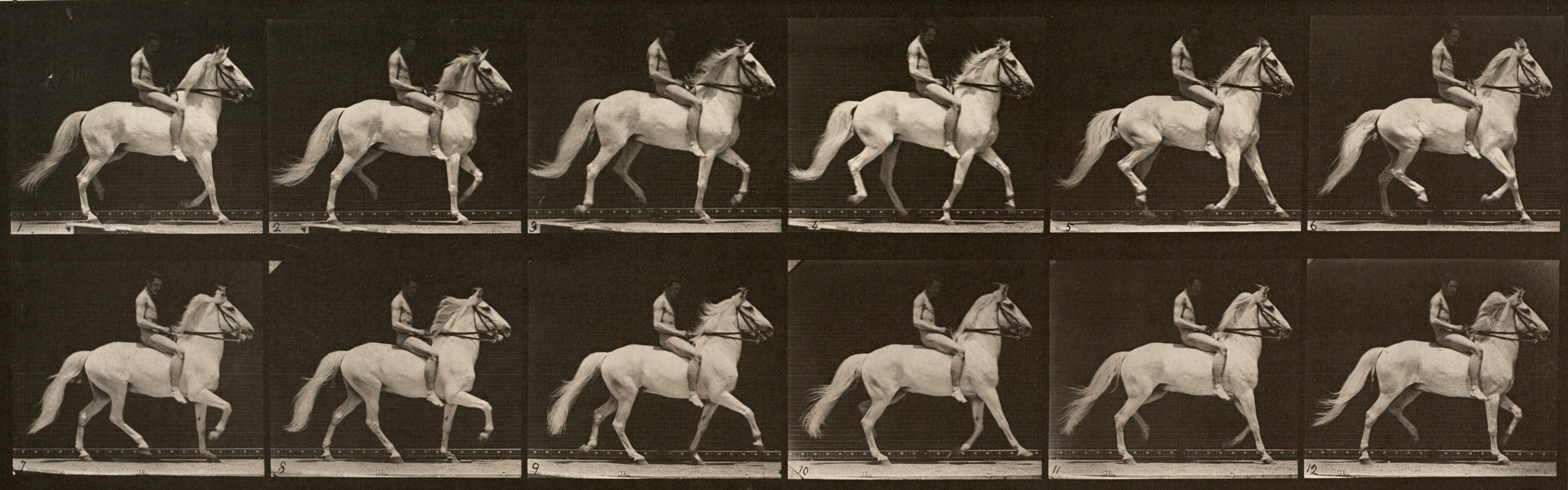 Locomozione umana e animale. Piastra 590.