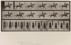 Menschliche und tierische Fortbewegung. Tafel 592.