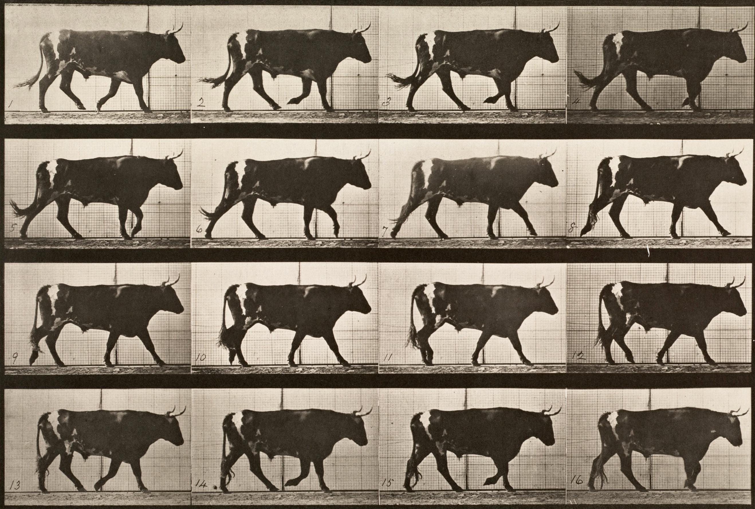 Locomotion - Homme et animal. Planche 669.