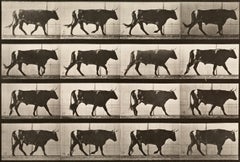 Locomozione umana e animale. Piastra 669.