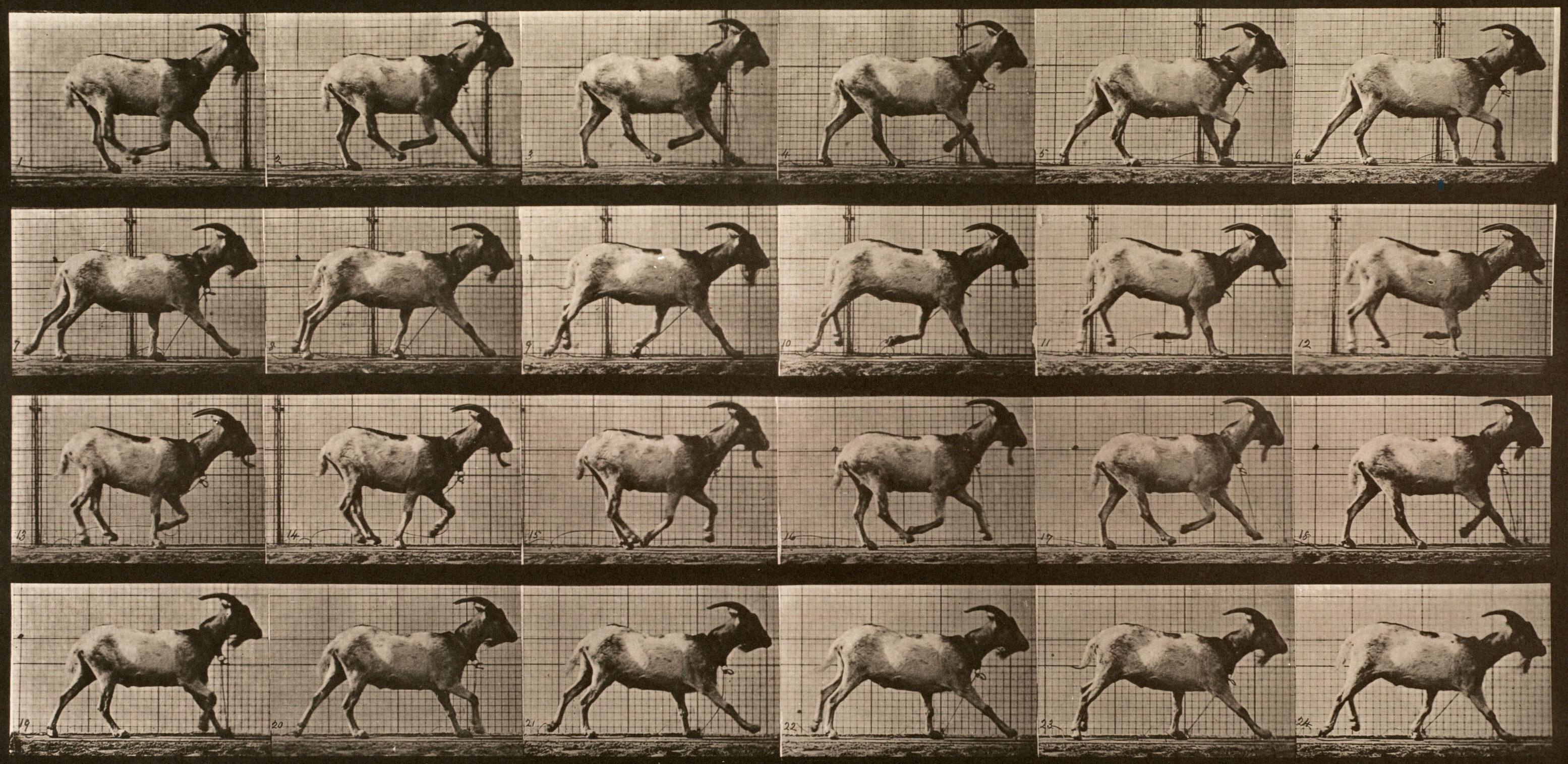 Black and White Photograph de Eadweard Muybridge - Locomoción humana y animal. Placa 679.