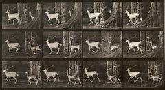 Human and Animal Locomotion. Plate 685.