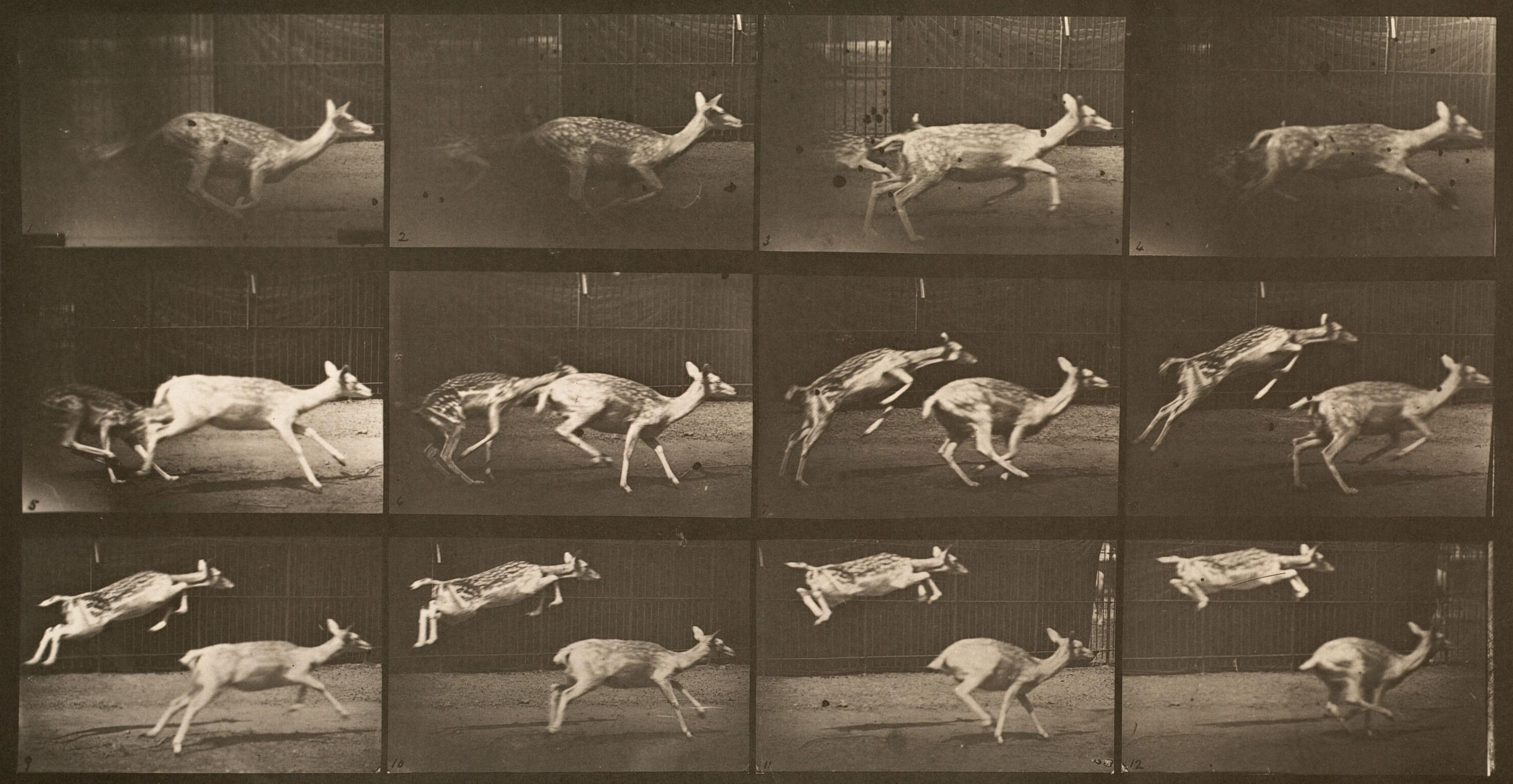 Locomotion - Homme et animal. Planche 691.