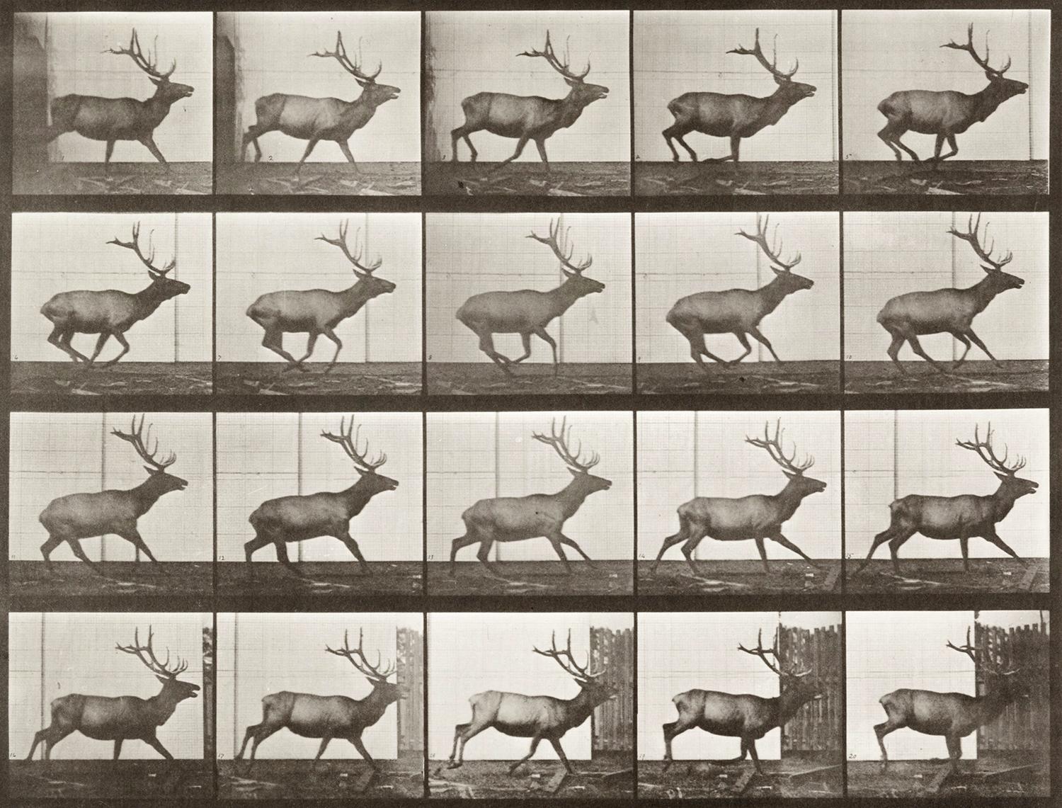 Eadweard Muybridge Black and White Photograph - Human and Animal Locomotion. Plate 693.