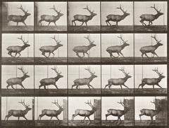 Human and Animal Locomotion. Plate 693.