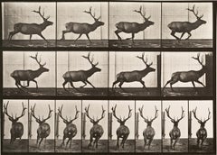 Locomozione umana e animale. Piastra 695.