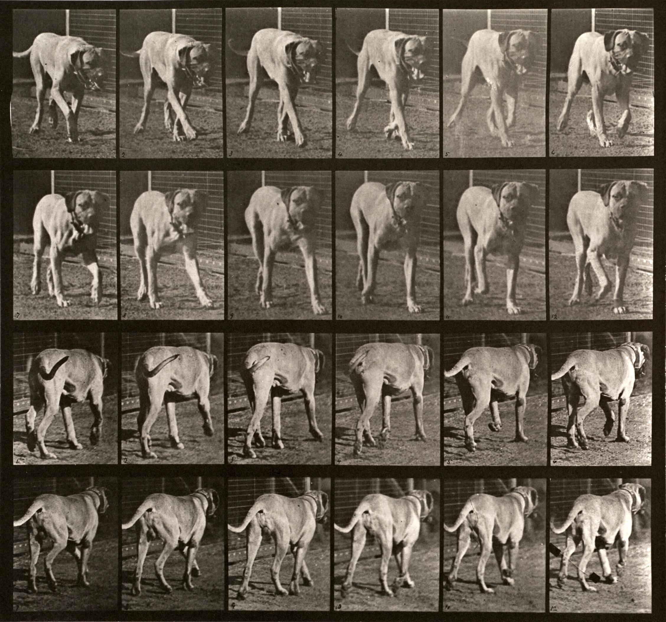 Locomozione umana e animale. Piastra 705.