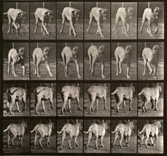 Human and Animal Locomotion. Plate 705.
