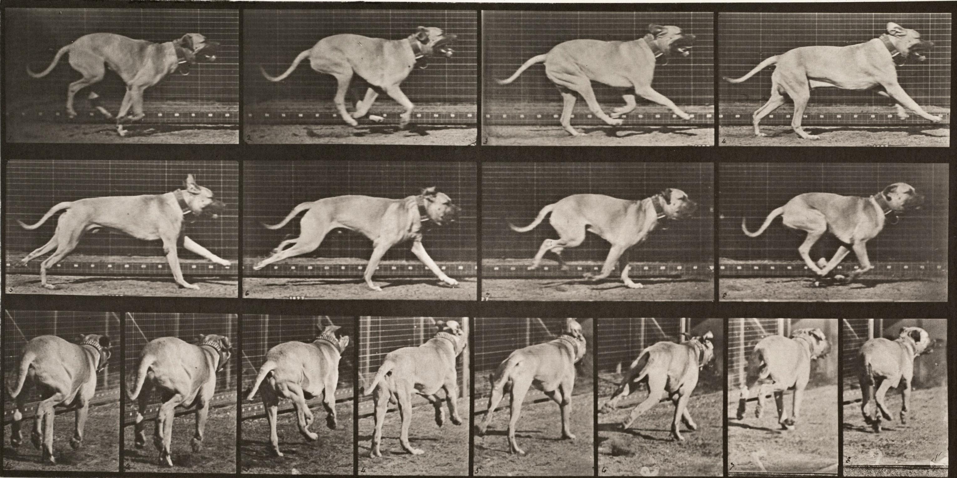 Black and White Photograph de Eadweard Muybridge - Locomoción humana y animal. Placa 707.