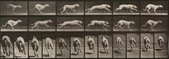 Eadweard Muybridge - Human and Animal Locomotion. Plate 710. Human and Animal Locomotion. Plate 710.