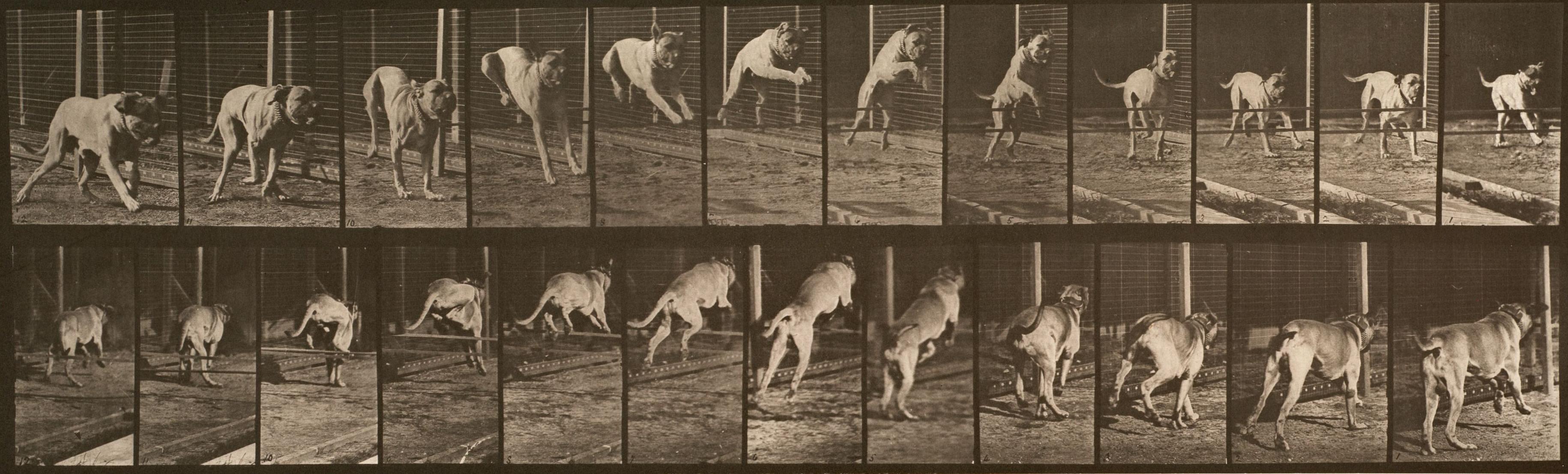 Locomotion - Homme et animal. Planche 712.