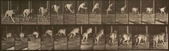 Eadweard Muybridge - Human and Animal Locomotion. Plate 712. Human and Animal Locomotion. Plate 712.