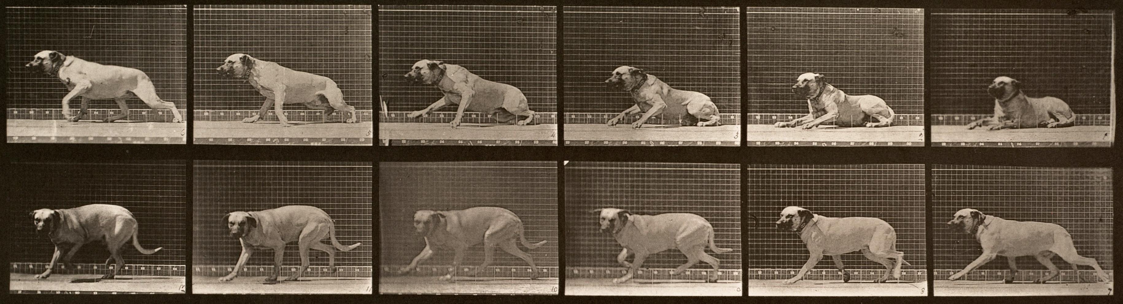 Locomoción humana y animal. Placa 714.