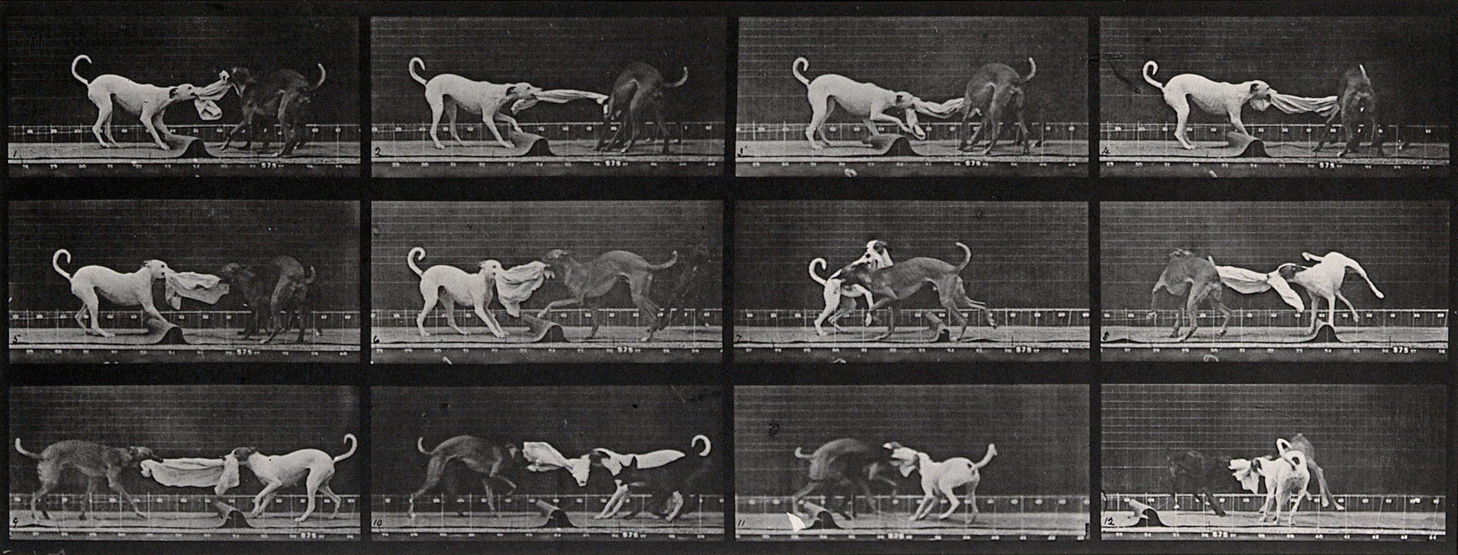 Eadweard Muybridge Black and White Photograph - Human and Animal Locomotion. Plate 715. 