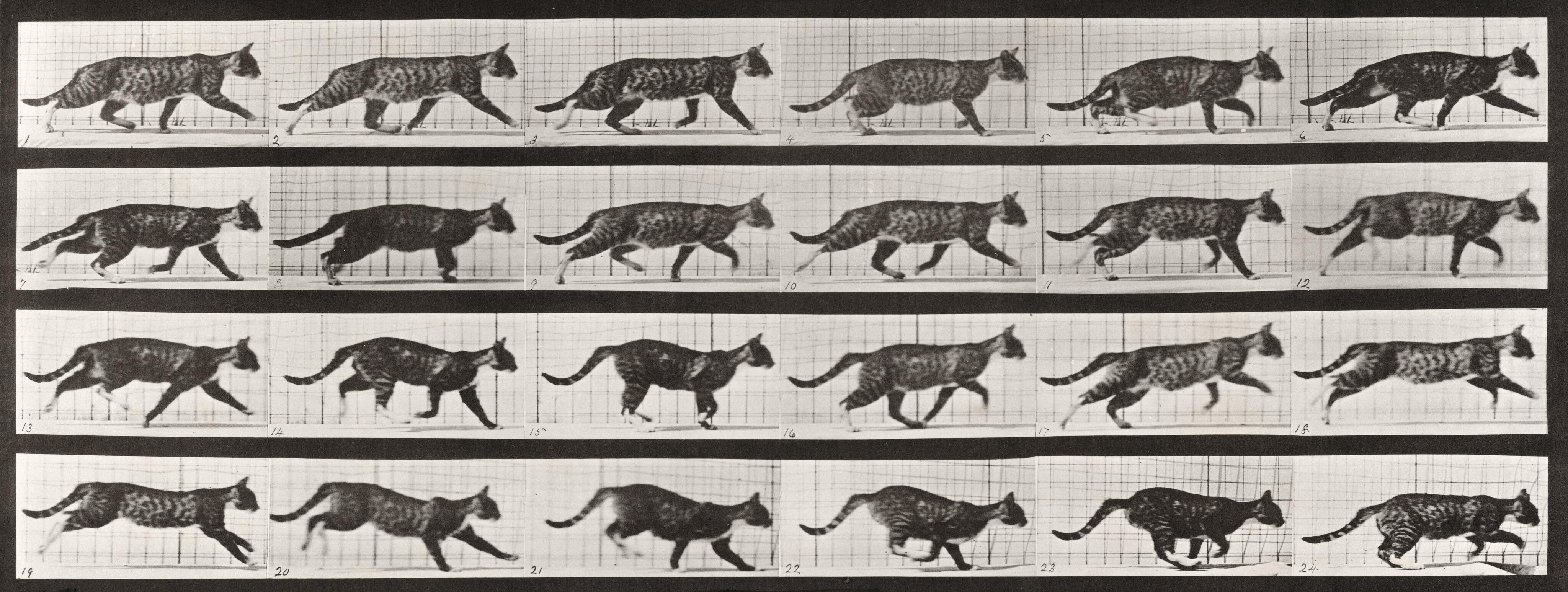 Eadweard Muybridge Figurative Photograph - Human and Animal Locomotion. Plate 718.
