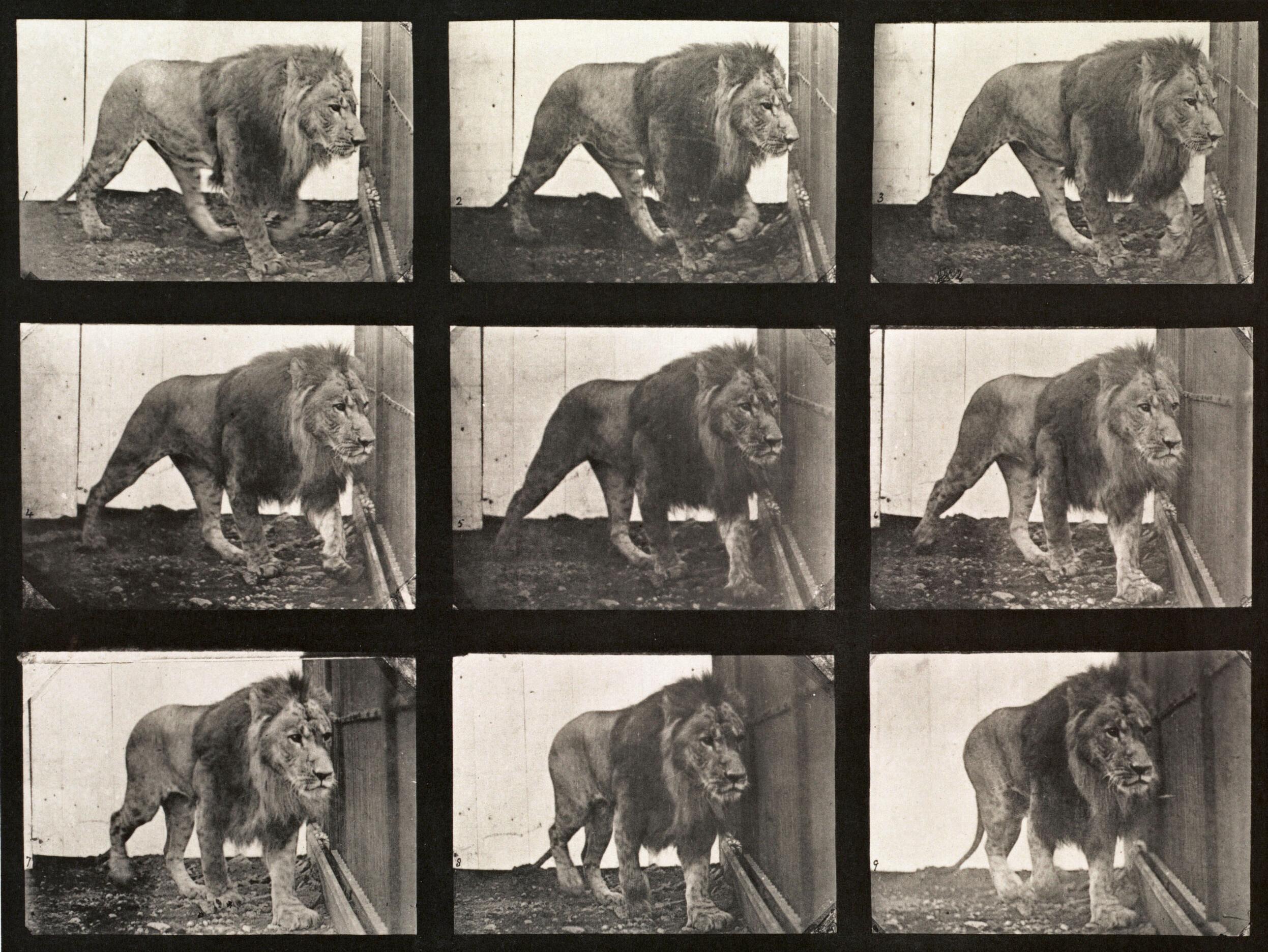 Figurative Photograph de Eadweard Muybridge - Locomoción humana y animal. Placa 721.