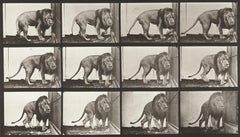 Eadweard Muybridge - Human and Animal Locomotion. Plate 723. Human and Animal Locomotion. Plate 723.