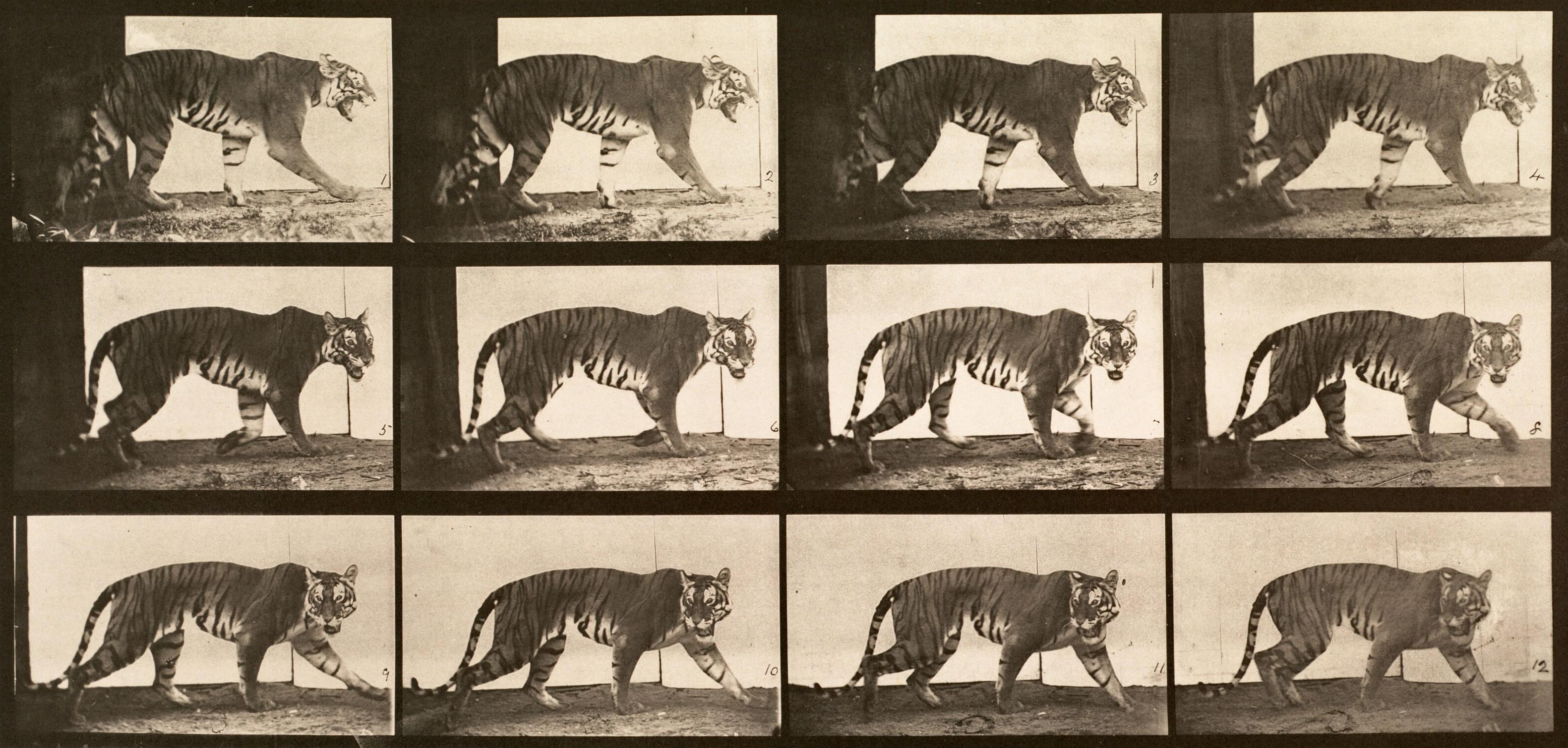 Figurative Photograph de Eadweard Muybridge - Locomoción humana y animal. Placa 729.