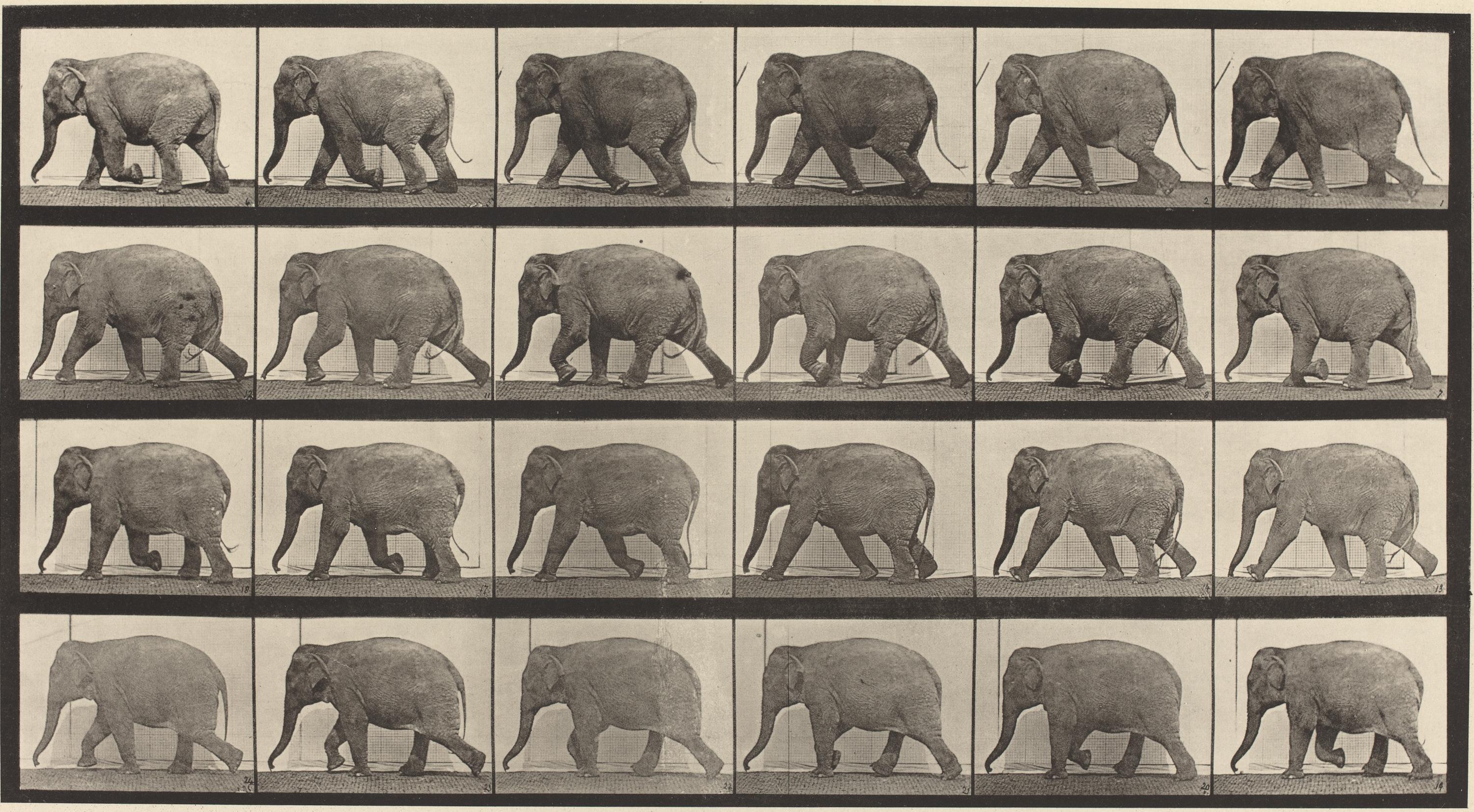 Eadweard Muybridge Figurative Photograph - Human and Animal Locomotion. Plate 733.