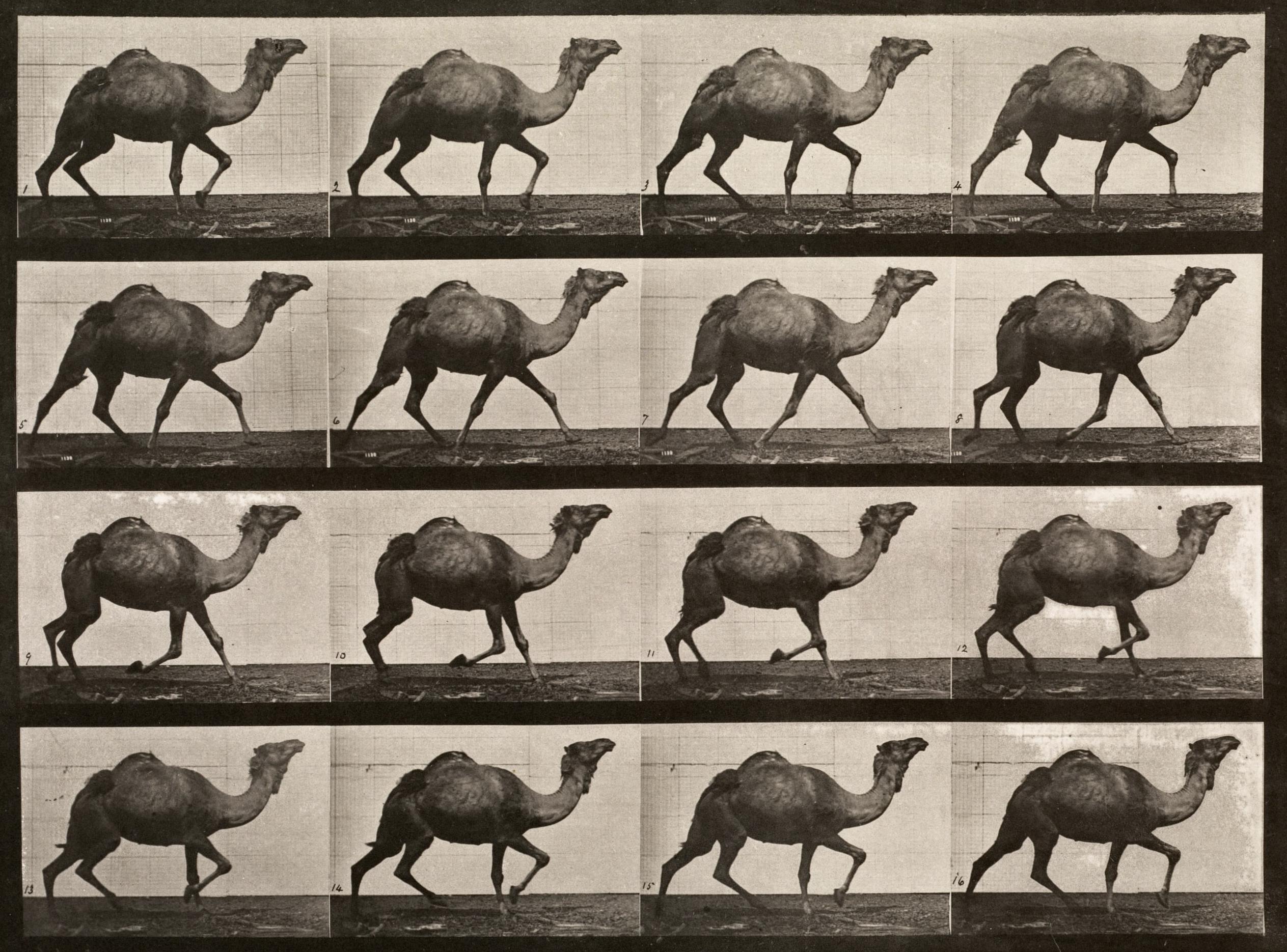 Eadweard Muybridge Black and White Photograph - Human and Animal Locomotion. Plate 736.