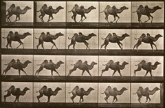 Human and Animal Locomotion. Plate 740.