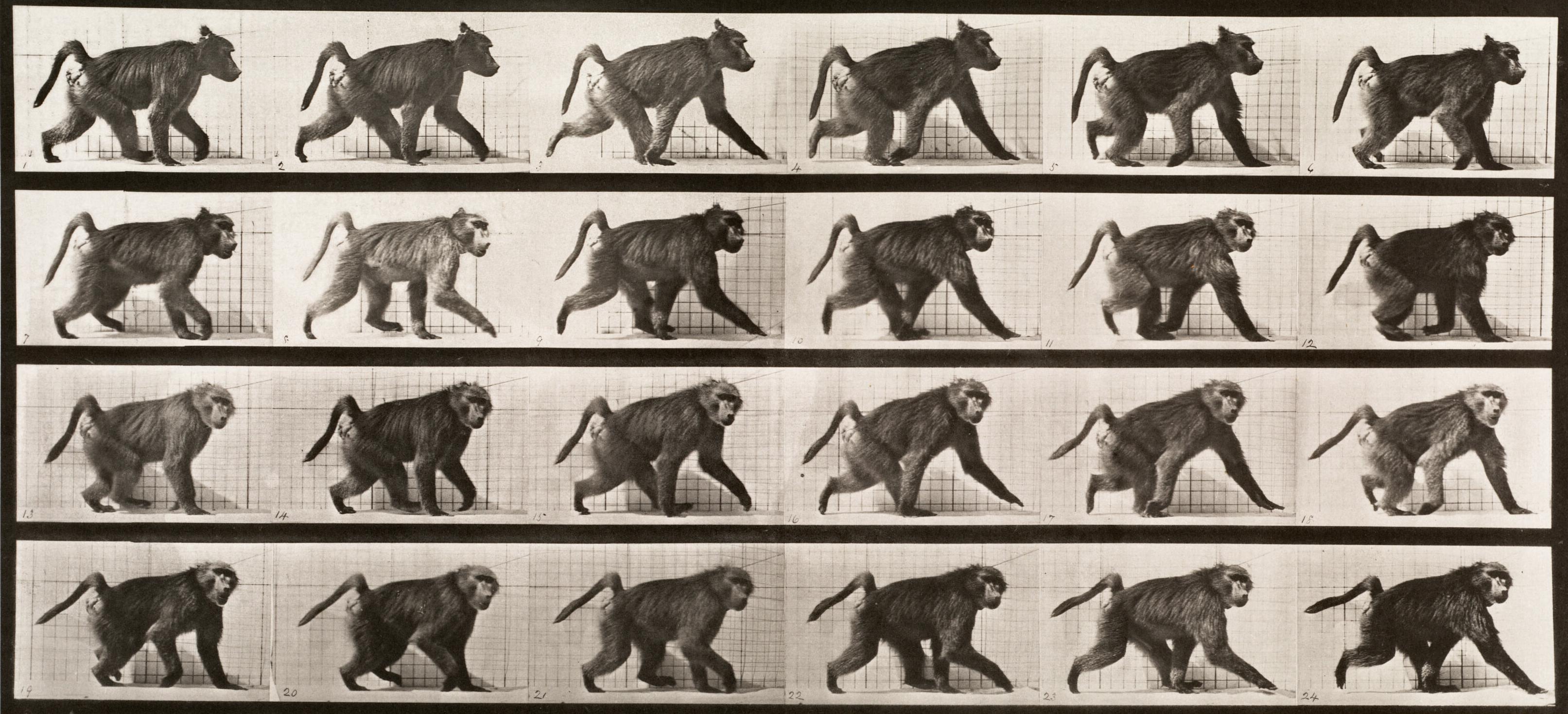 Figurative Photograph de Eadweard Muybridge - Locomoción humana y animal. Placa 748.