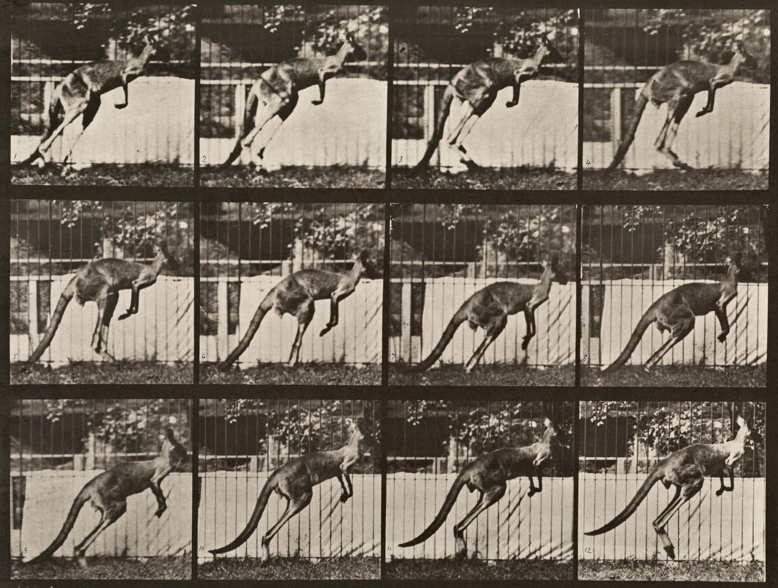 Locomotion - Homme et animal. Planche 753.