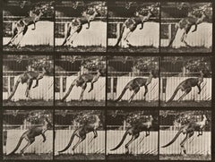 Human and Animal Locomotion. Plate 753.