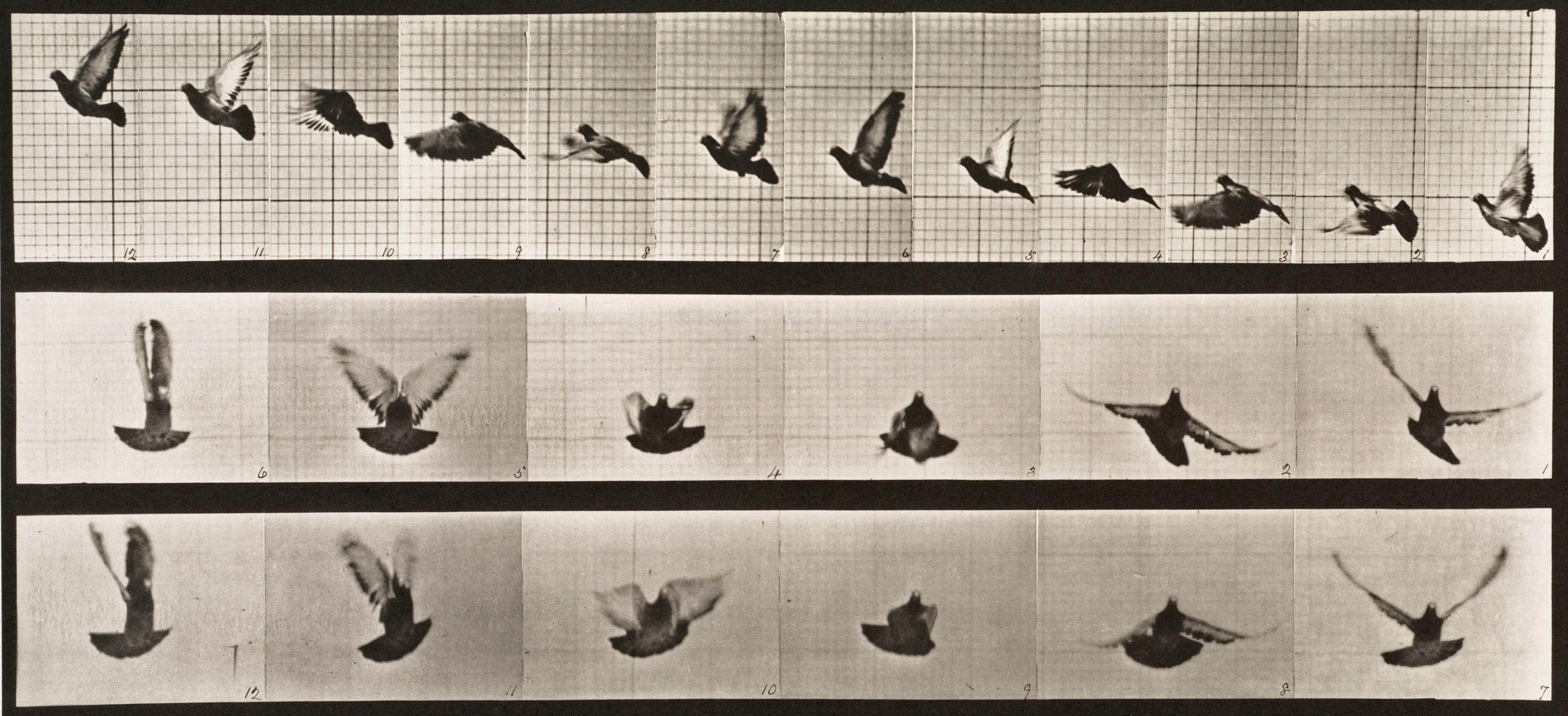 Black and White Photograph di Eadweard Muybridge - Locomozione umana e animale. Piastra 755.