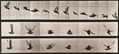 Human and Animal Locomotion. Plate 755.