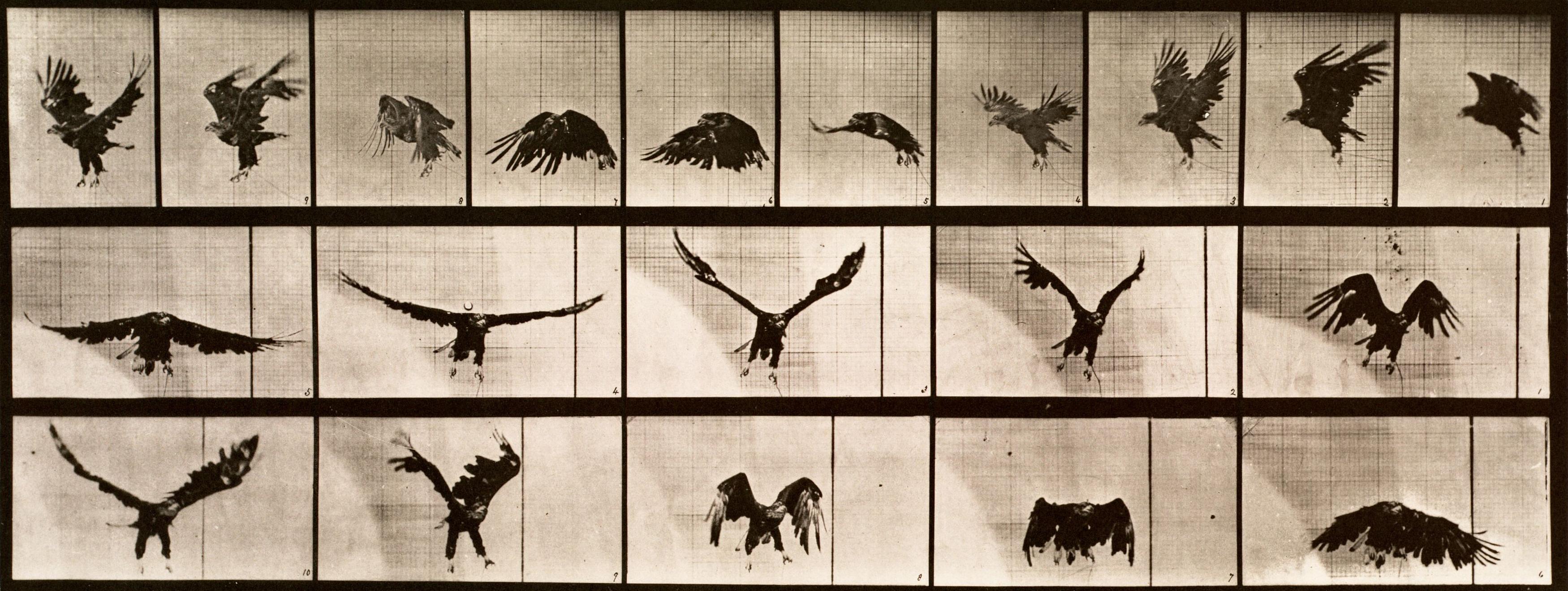 Black and White Photograph de Eadweard Muybridge - Locomoción humana y animal. Placa 769.