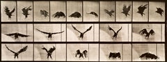 Menschliche und tierische Fortbewegung. Tafel 769.