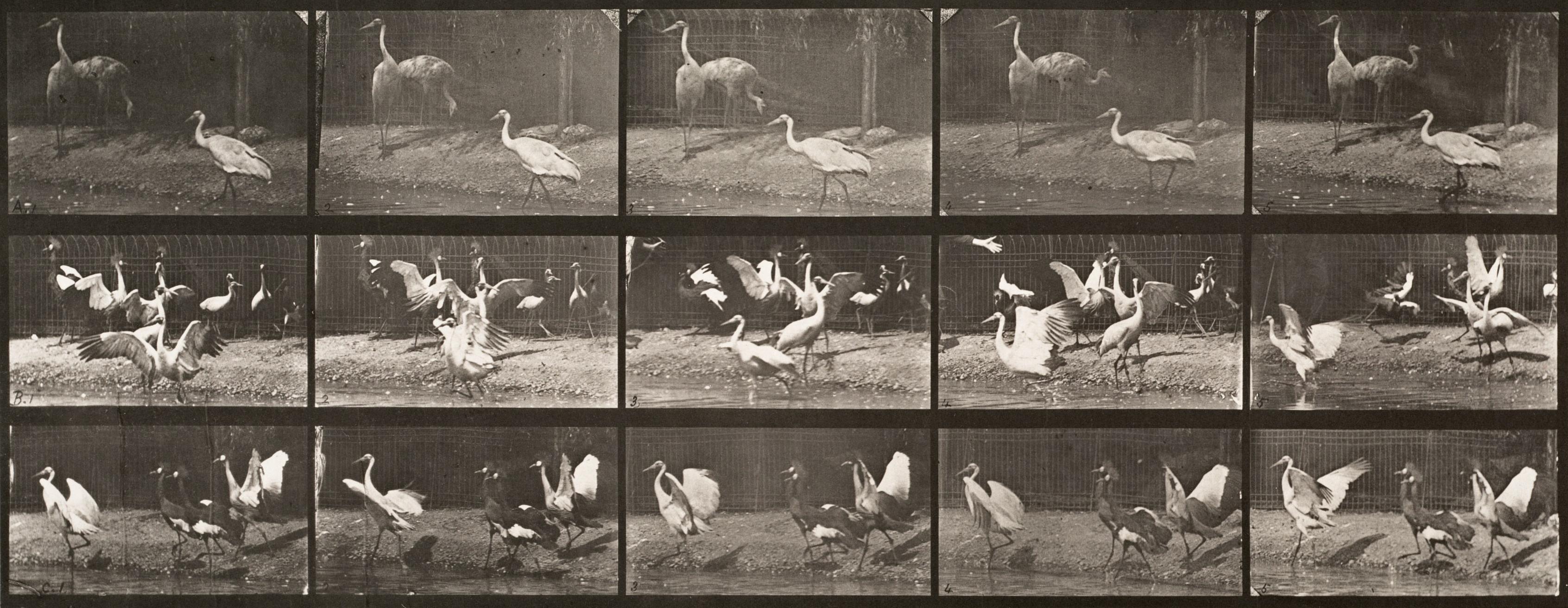 Animal Photography