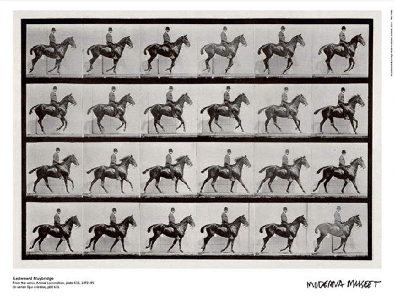 Eadweard Muybridge Animal Print - Museum poster, From the series Animal Locomotion black and white vintage style