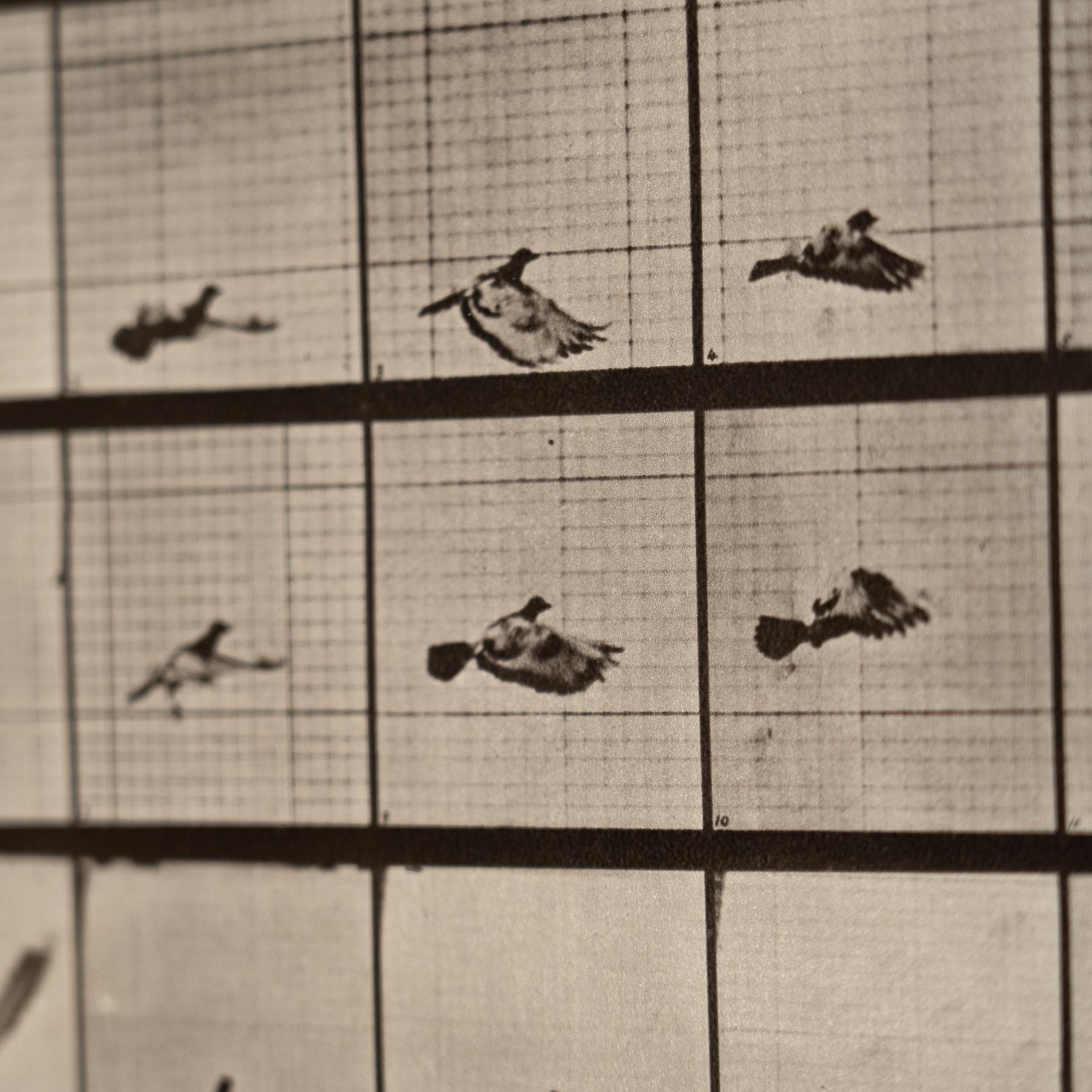 Eadweard Muybridge Gerahmte Schwarz-Weiß-Fotografie - Vogel in Bewegung Studie im Angebot 3
