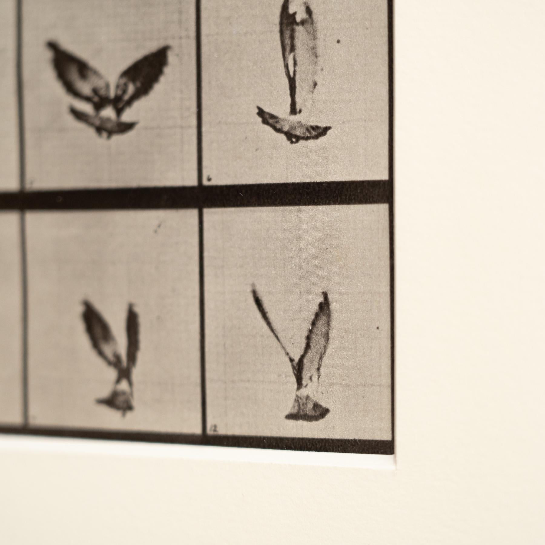 Eadweard Muybridge Gerahmte Schwarz-Weiß-Fotografie - Vogel in Bewegung Studie im Angebot 4