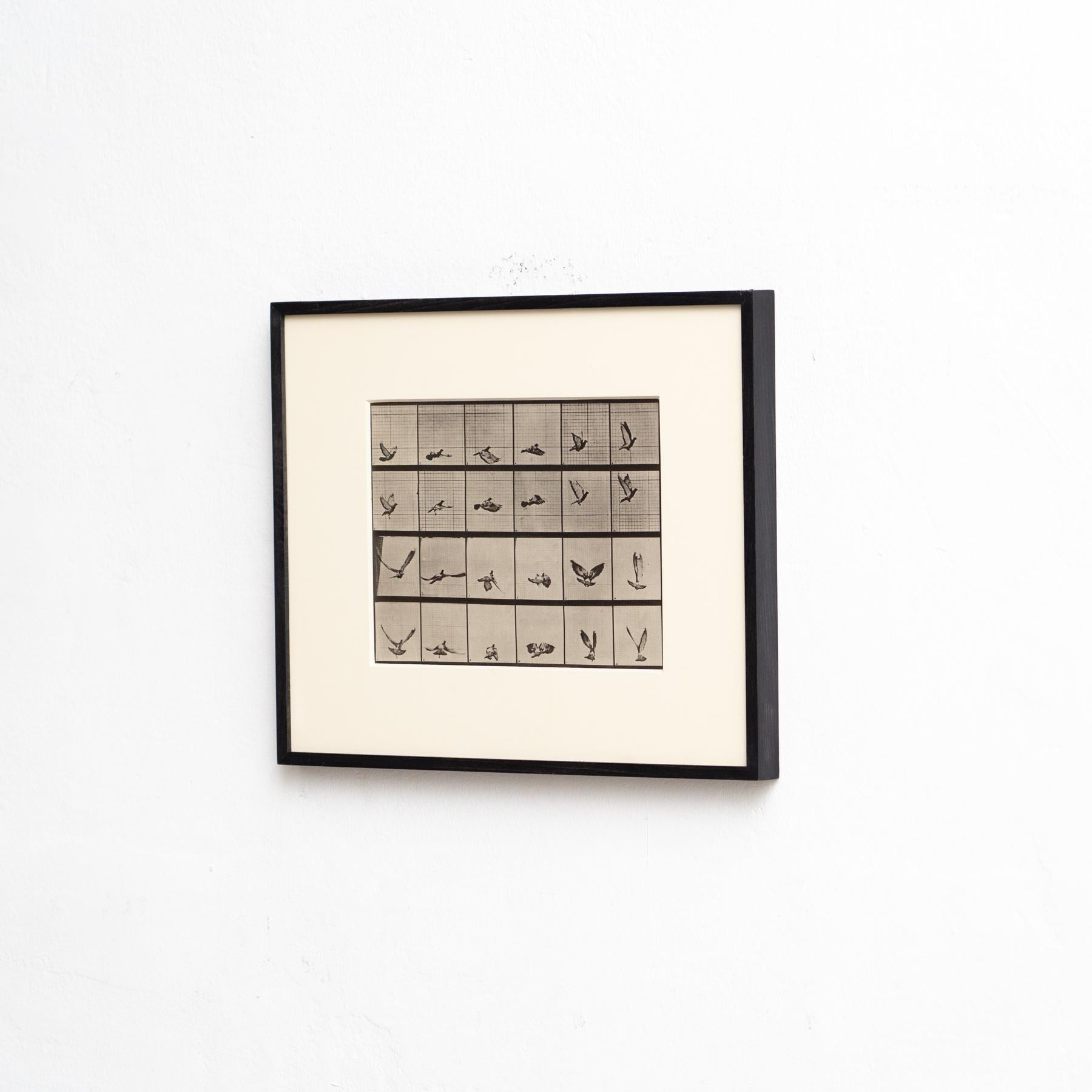 Eadweard Muybridge Gerahmte Schwarz-Weiß-Fotografie - Vogel in Bewegung Studie (Moderne der Mitte des Jahrhunderts) im Angebot