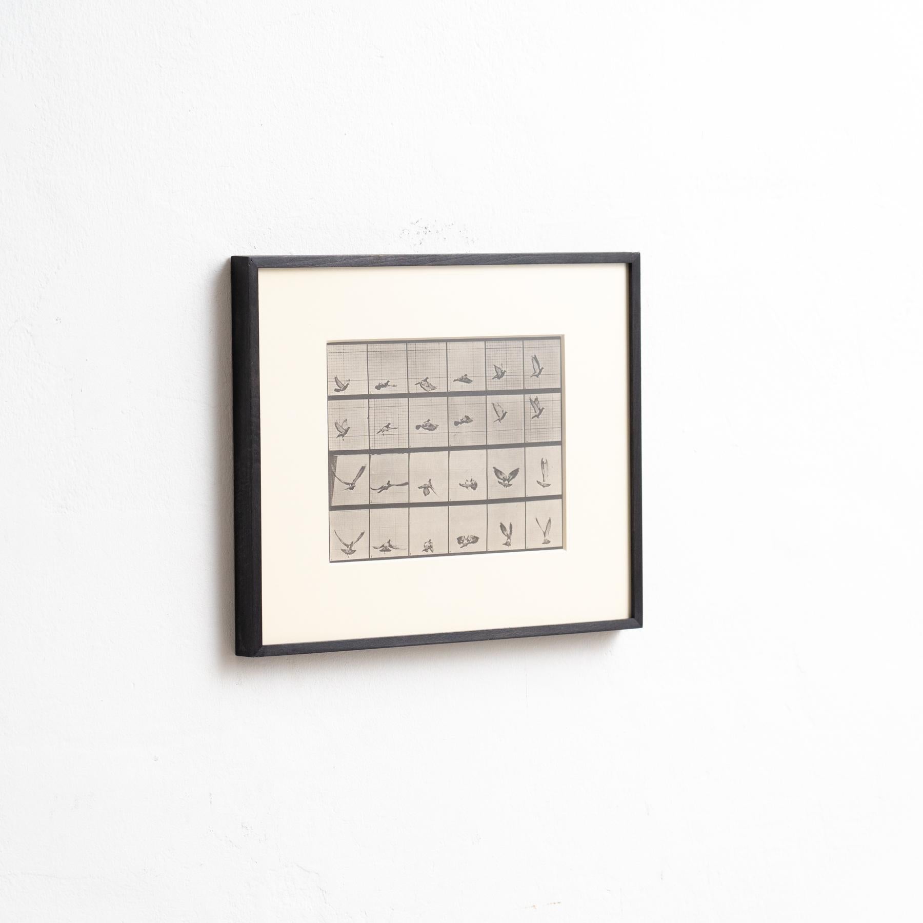 Eadweard Muybridge Gerahmte Schwarz-Weiß-Fotografie - Vogel in Bewegung Studie (Italienisch) im Angebot