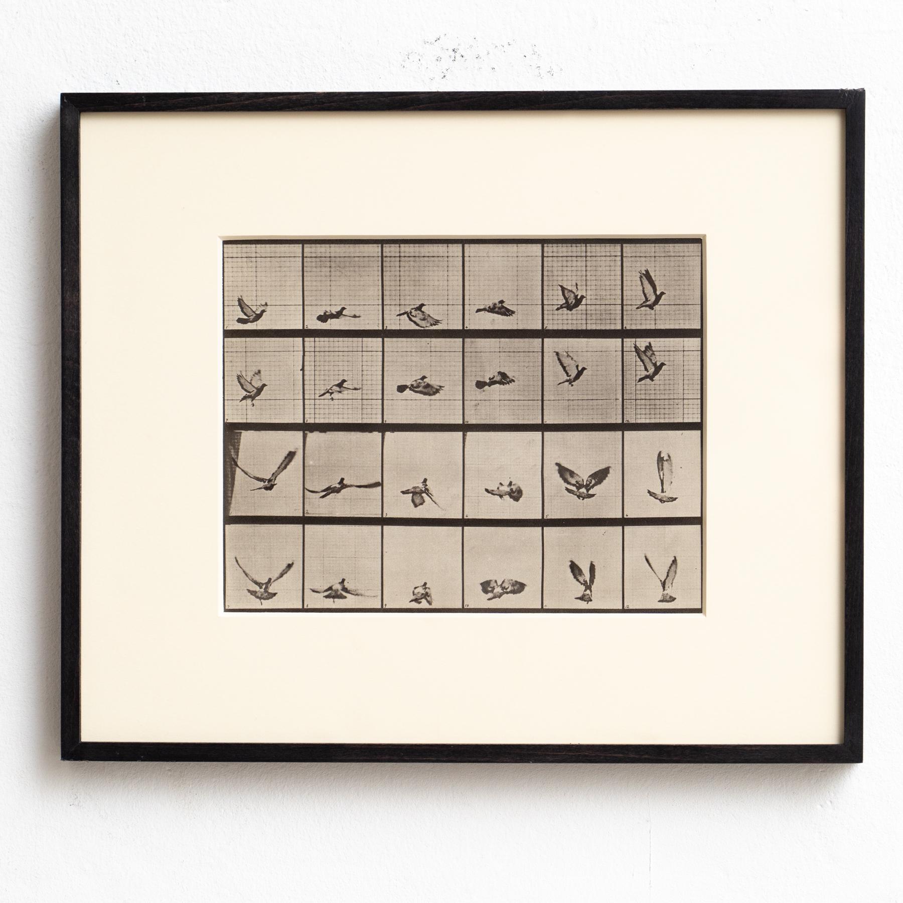 Eadweard Muybridge Gerahmte Schwarz-Weiß-Fotografie - Vogel in Bewegung Studie im Zustand „Gut“ im Angebot in Barcelona, Barcelona