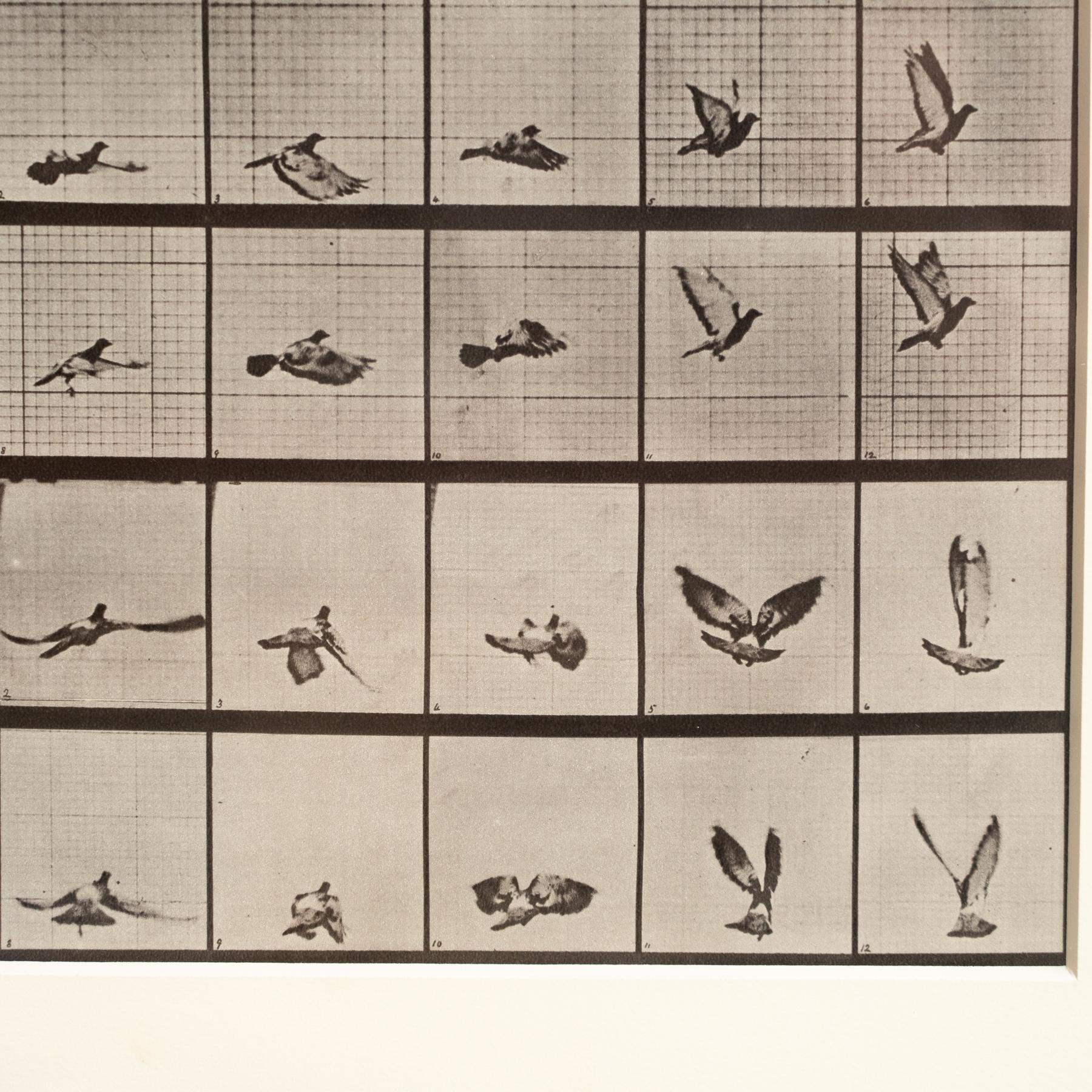 Eadweard Muybridge Gerahmte Schwarz-Weiß-Fotografie - Vogel in Bewegung Studie (Ende des 20. Jahrhunderts) im Angebot