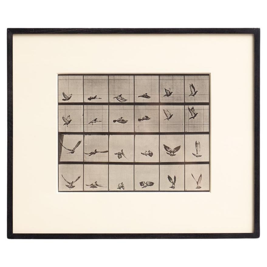Eadweard Muybridge Gerahmte Schwarz-Weiß-Fotografie - Vogel in Bewegung Studie